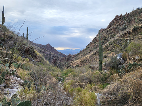 Photo of landscape in Tucson