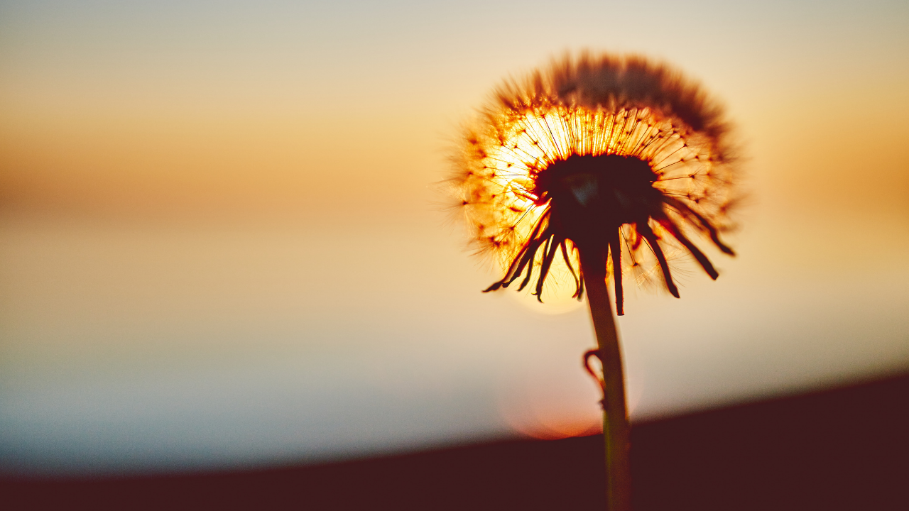 stock photo of a dandelion with a sun shining behind it